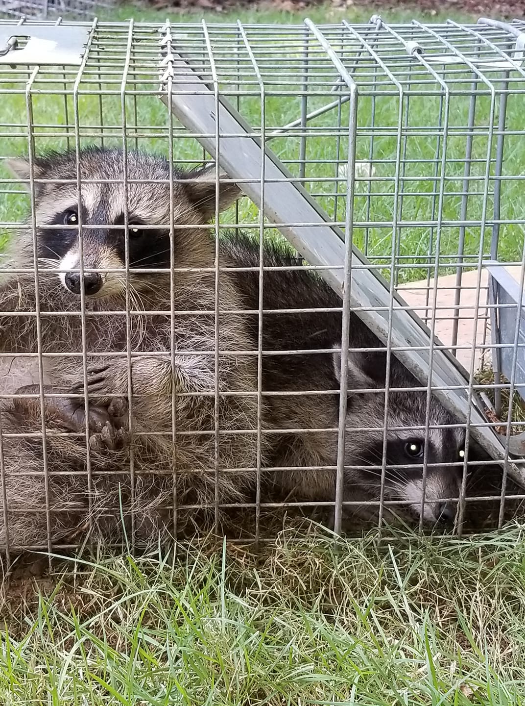 2-raccoons.2009141123550